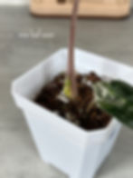 Thumbnail: Alocasia True Pink Amazonica - Corm Grown (99)