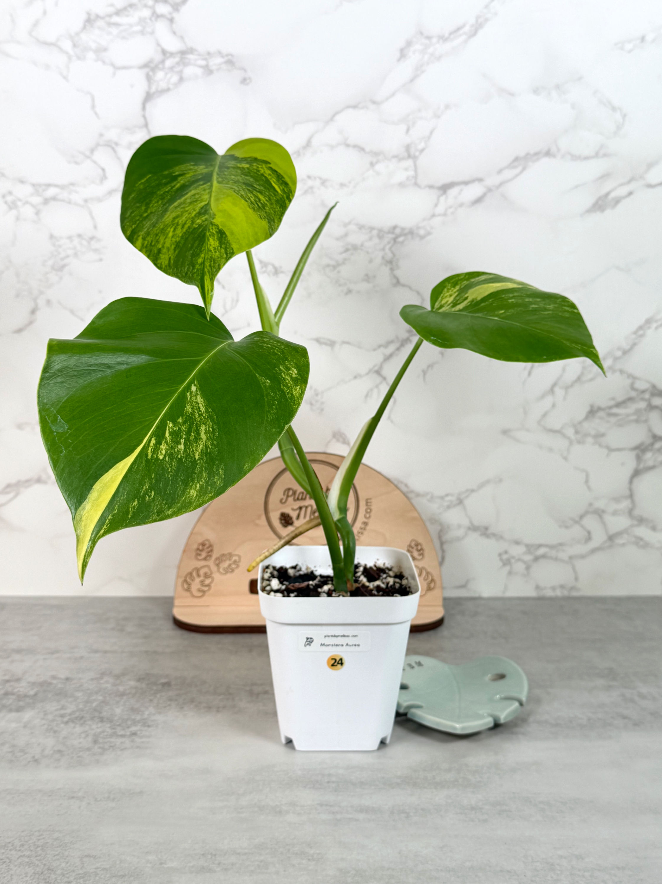 Monstera Aurea (24)