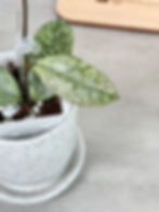 Thumbnail: Hoya Crassipetiolata Splash (75)