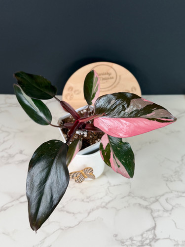 Philodendron Pink Princess (43) | plantsbymelissa