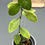 Thumbnail: Hoya Lacunosa "Sulcata" (94)