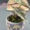 Thumbnail: Alocasia Polly Mint Pup (27)