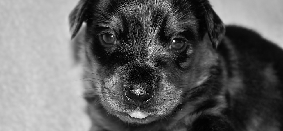 Beauceron Arlequin copie.jpg