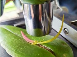 Nuevas_orquideas_edited