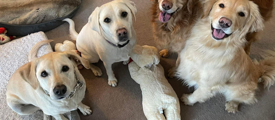 NEW Rates - Same Pawesome Service
