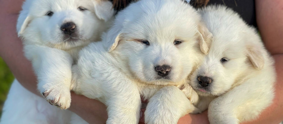 Great Pyrenees & Frenchie Puppies For Sale