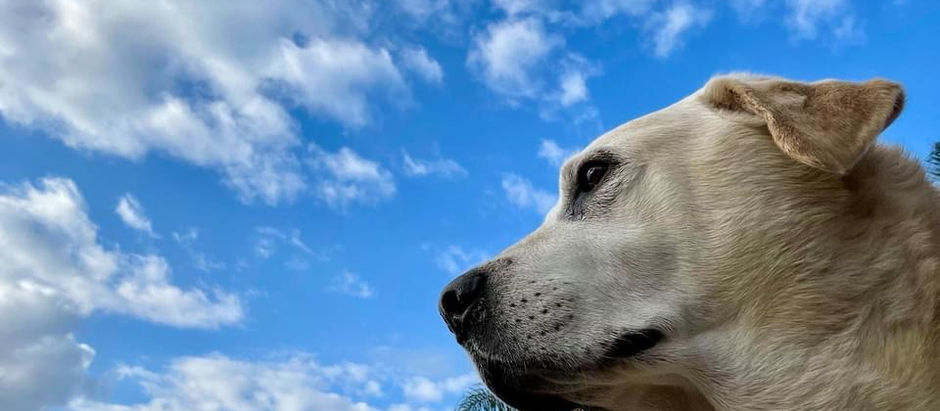 We Will Miss You Toby & Tucker