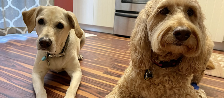 The Big Mix Up 😂🐶🐶🐶🐶❤️