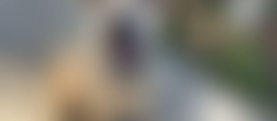 Welcome New Pack Members Ollie & Bear