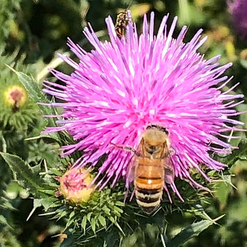 Bee_thistle_edited.jpg