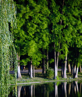 trees-6742028.jpg
