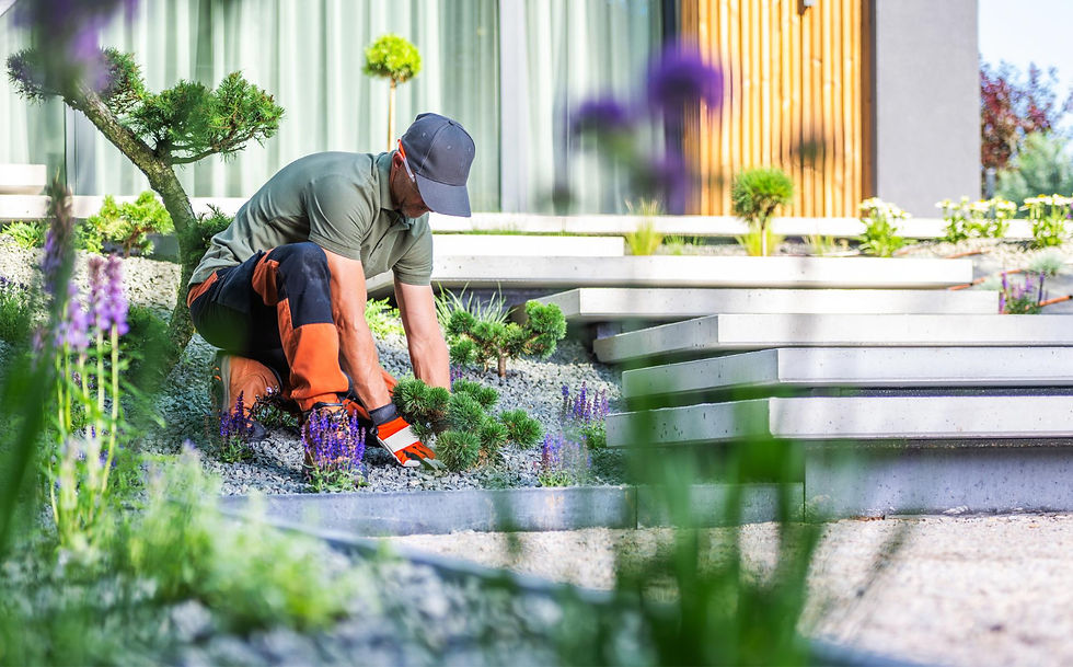 Gardener kneels planting shrubs in a modern landscaped garden with stone steps, purple flowers, and a calm sunny backdrop.