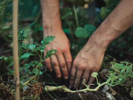Hands plow to plant