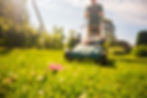 Pink flower in focus in a sunny backyard while a person mows the lawn with a push mower in the background.