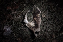 Знімок екрана 2025-02-15 о 19.09.51