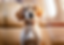 Pet-friendly private jet charters