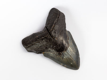 Dente di Megalodonte di colore nero, dalle dimensioni di 10,5x12,5 cm