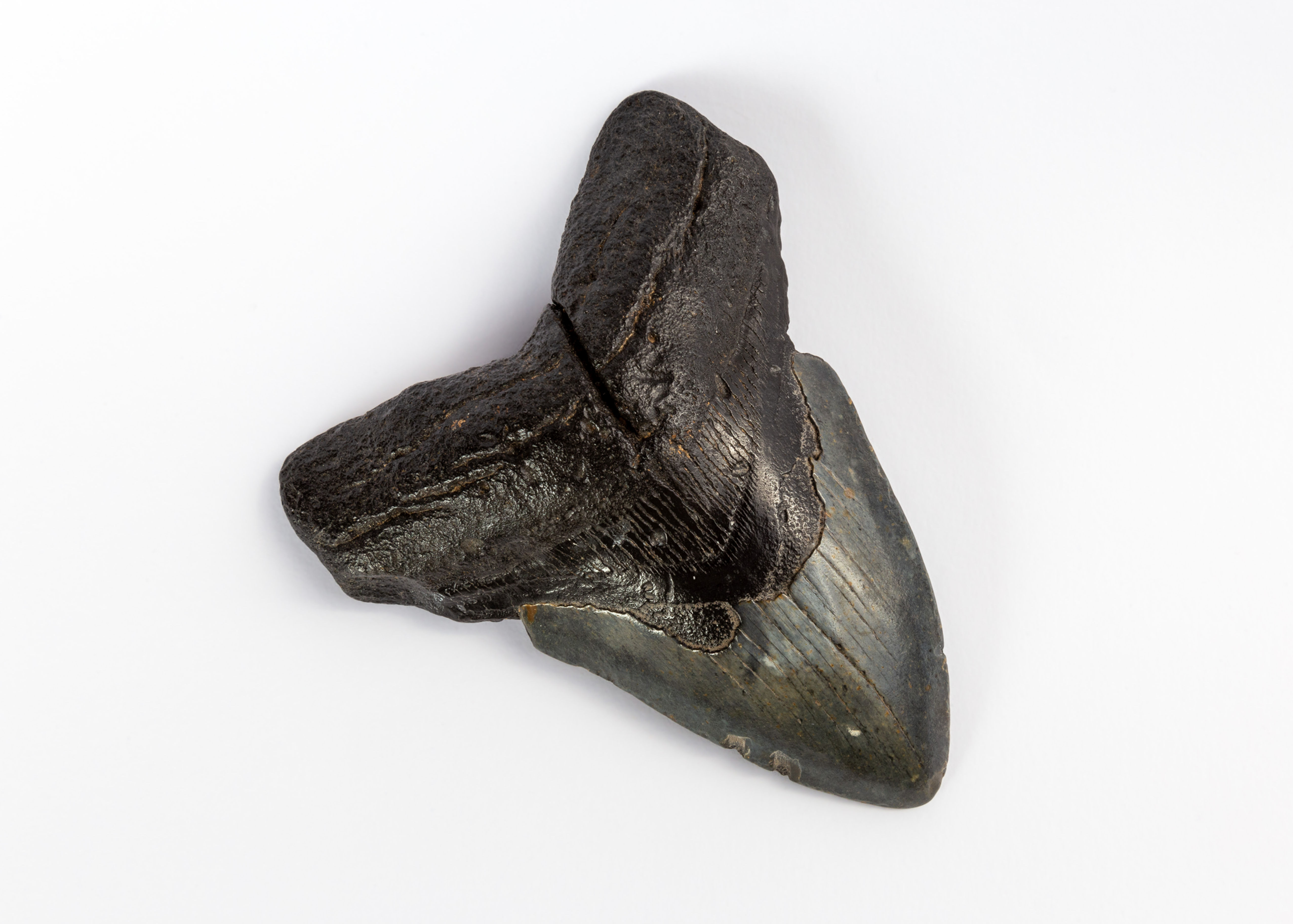 Fossile di dente di Megalodonte perfettamente conservato, dal colore nero. Vista fronte