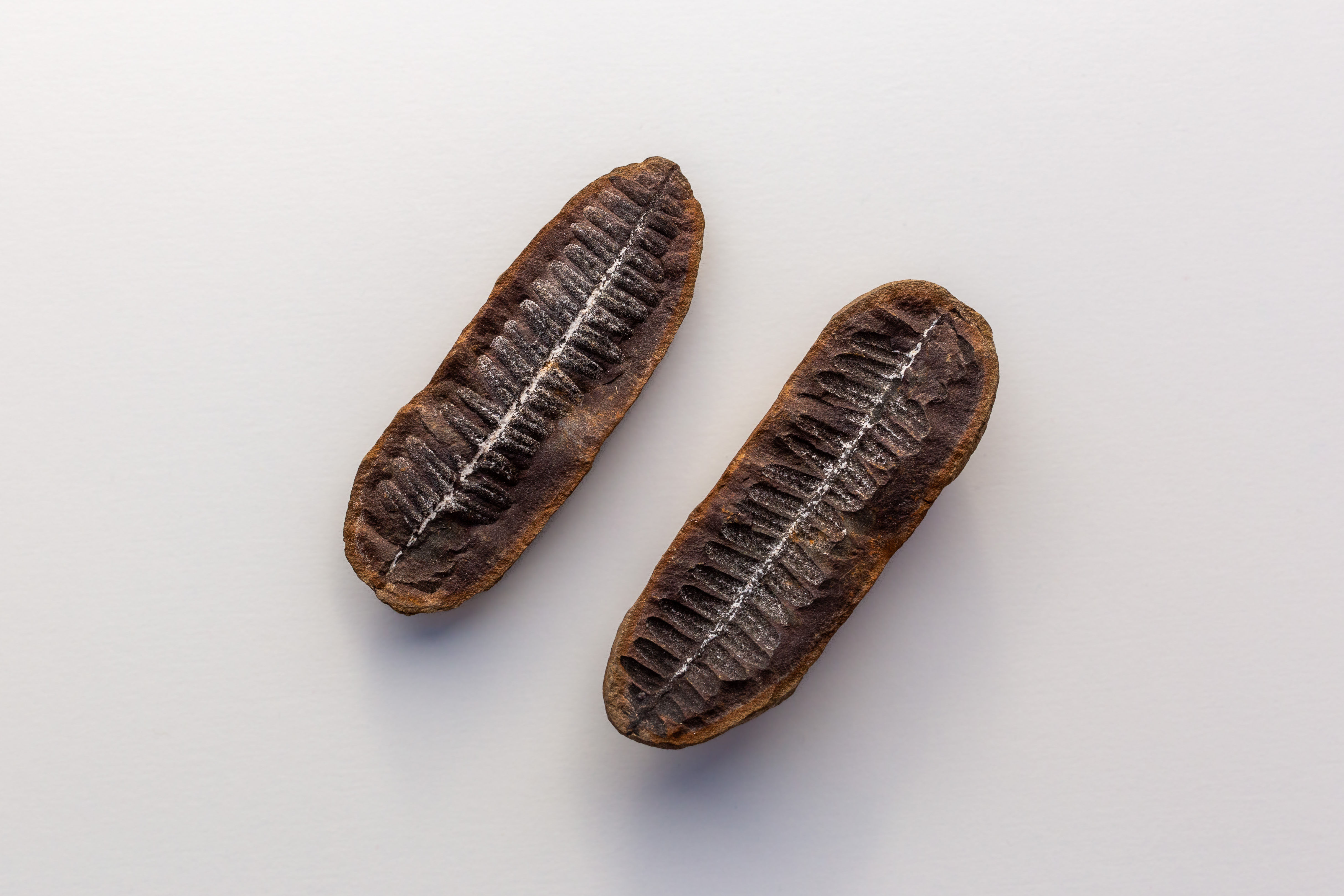 Piccolo nodulo con positivo e negativo di Pecopteris. Felce fossile ben visibile all'interno. Vista nodulo aperto