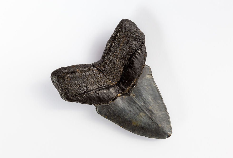 Dente di Megalodonte di colore nero, dalle dimensioni di 10,5x12,5 cm
