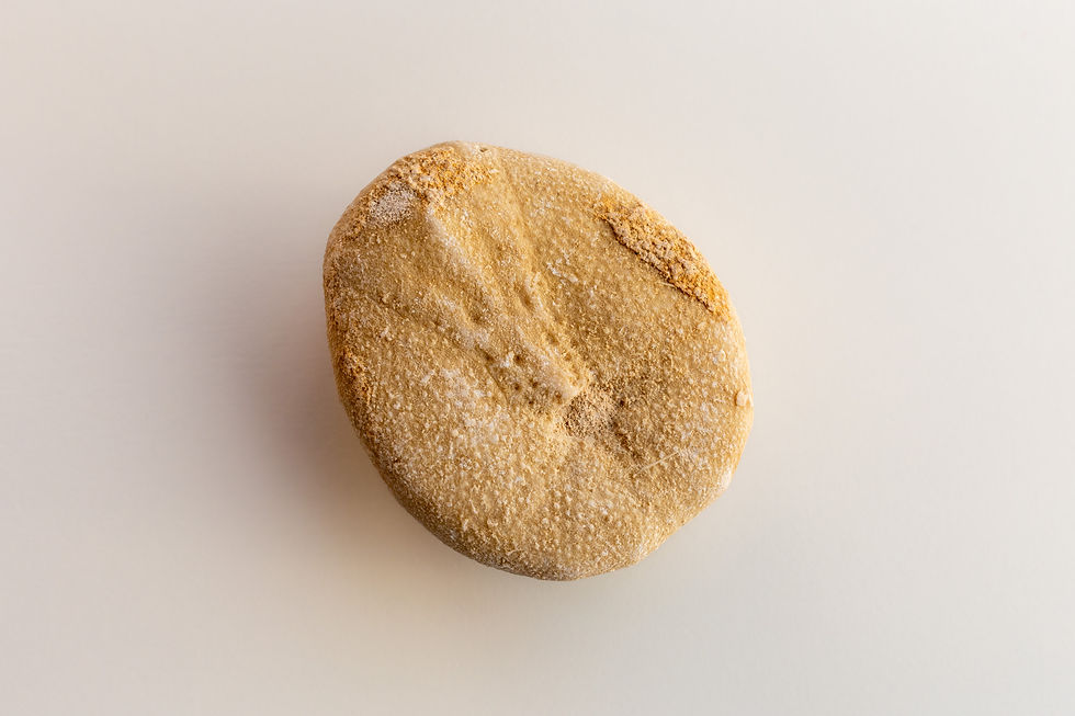 Fossile di riccio di mare Eupatagus Antillarum, dal color crema. Vista sotto