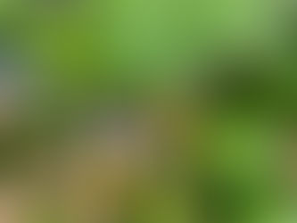 オーディナリーファーム通信