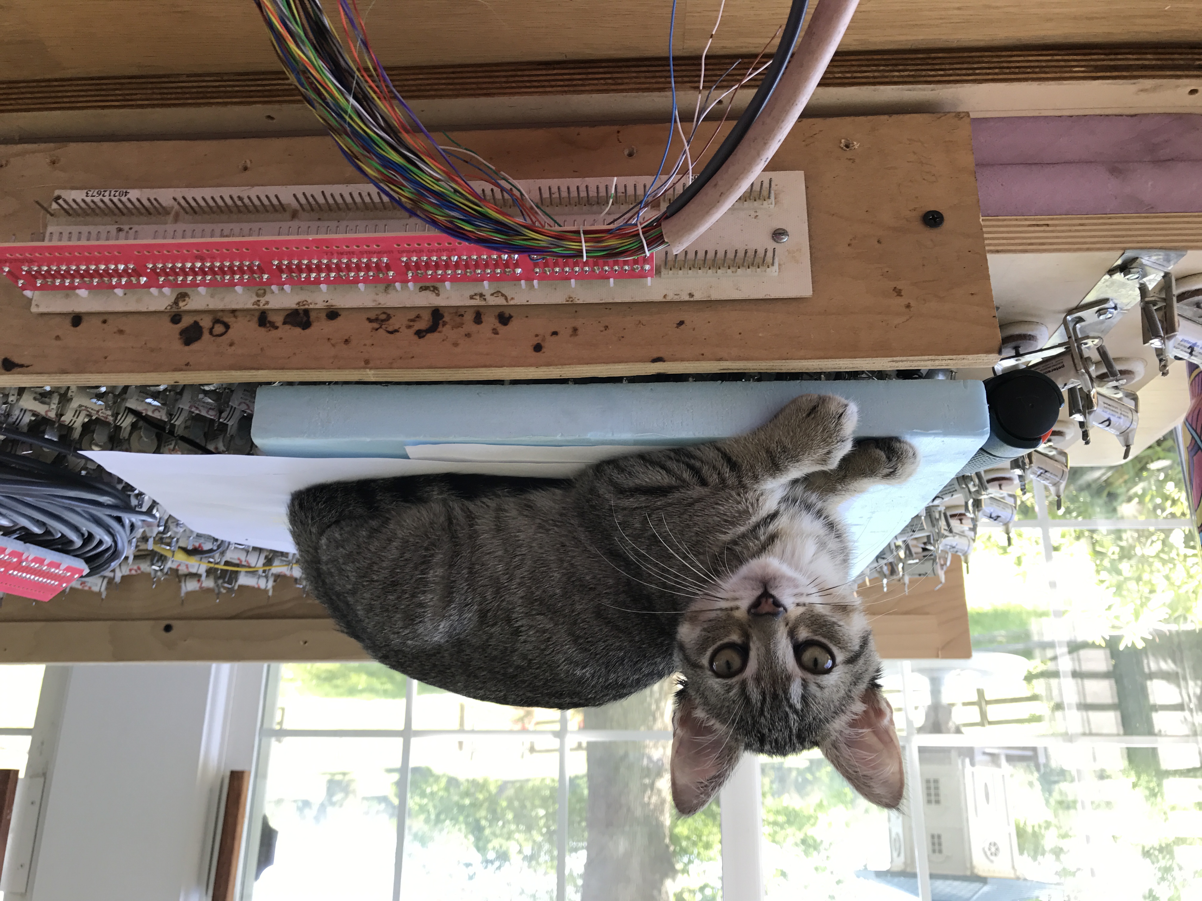 Baby Ziggy likes wiring, too!