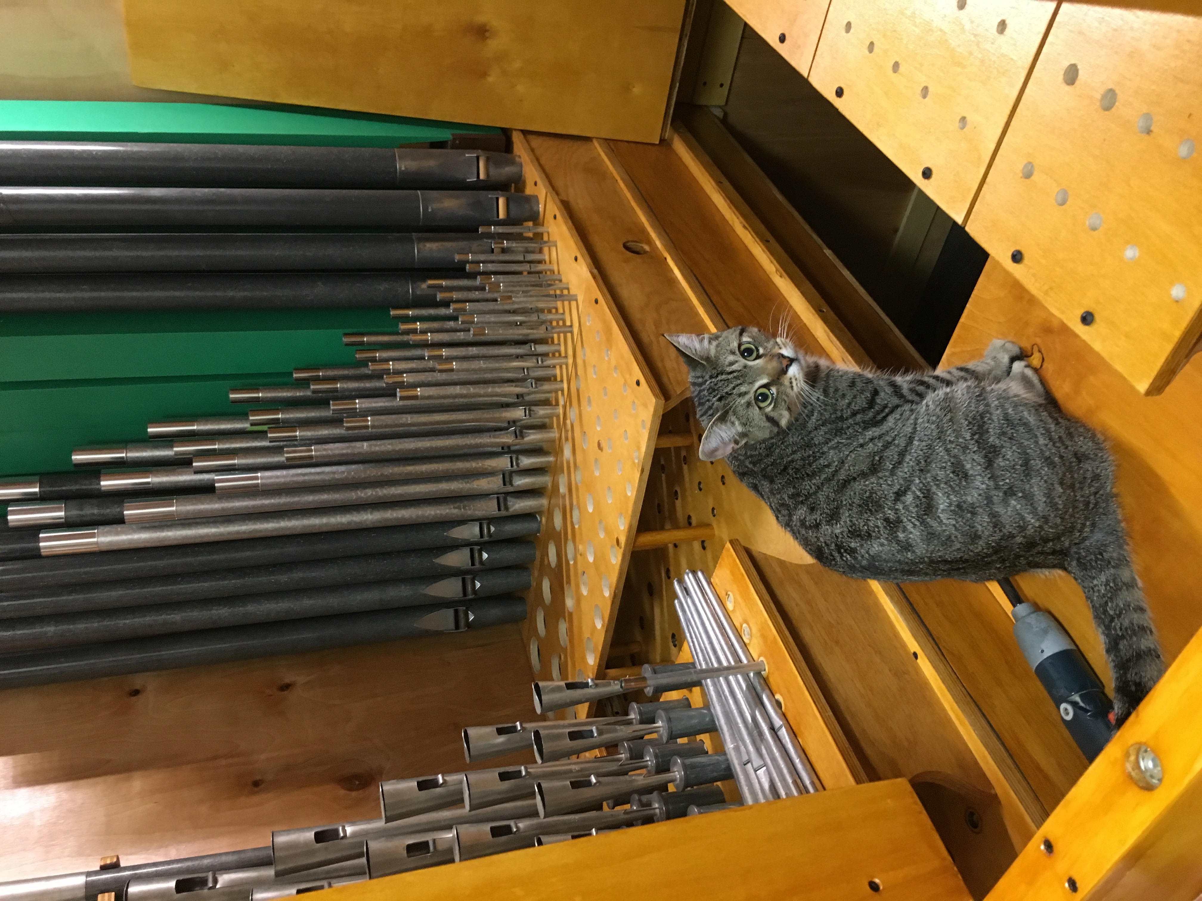 Brillo supervises pipe placement