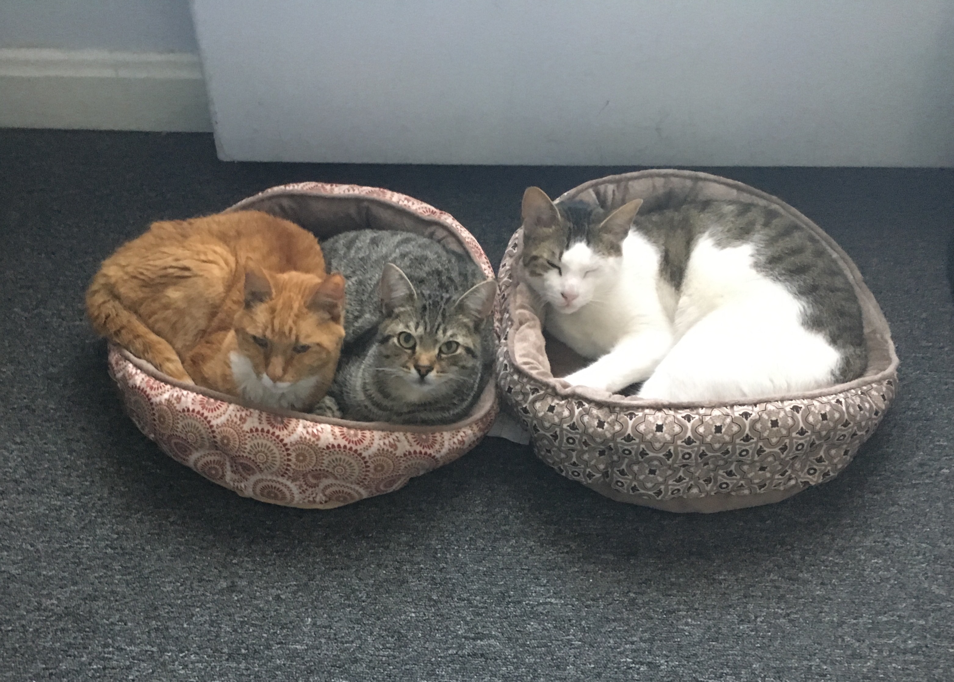 Hard work deserves a nap!