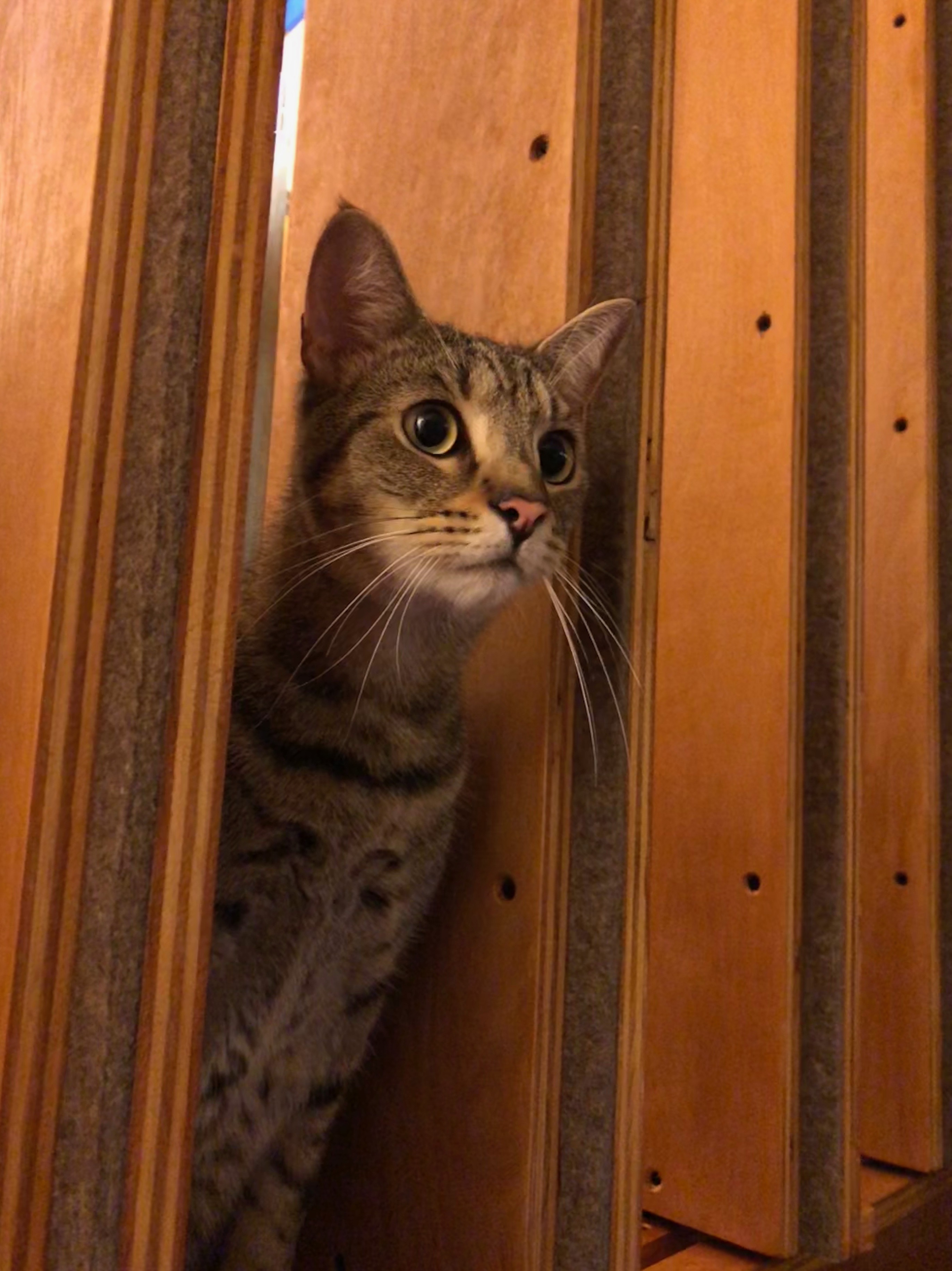 Kitties Come for a Visit