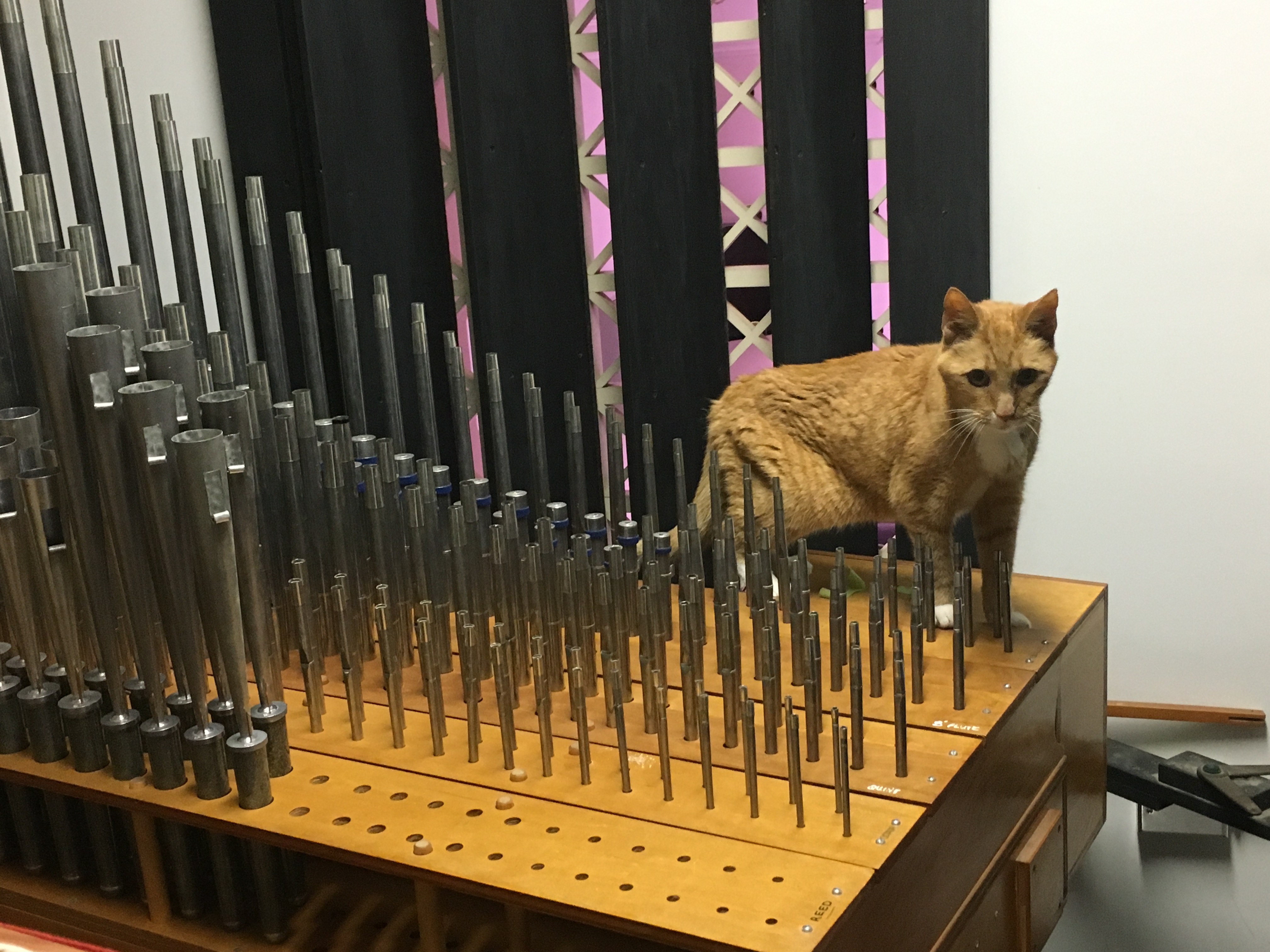 Sunny oversees Swell installation