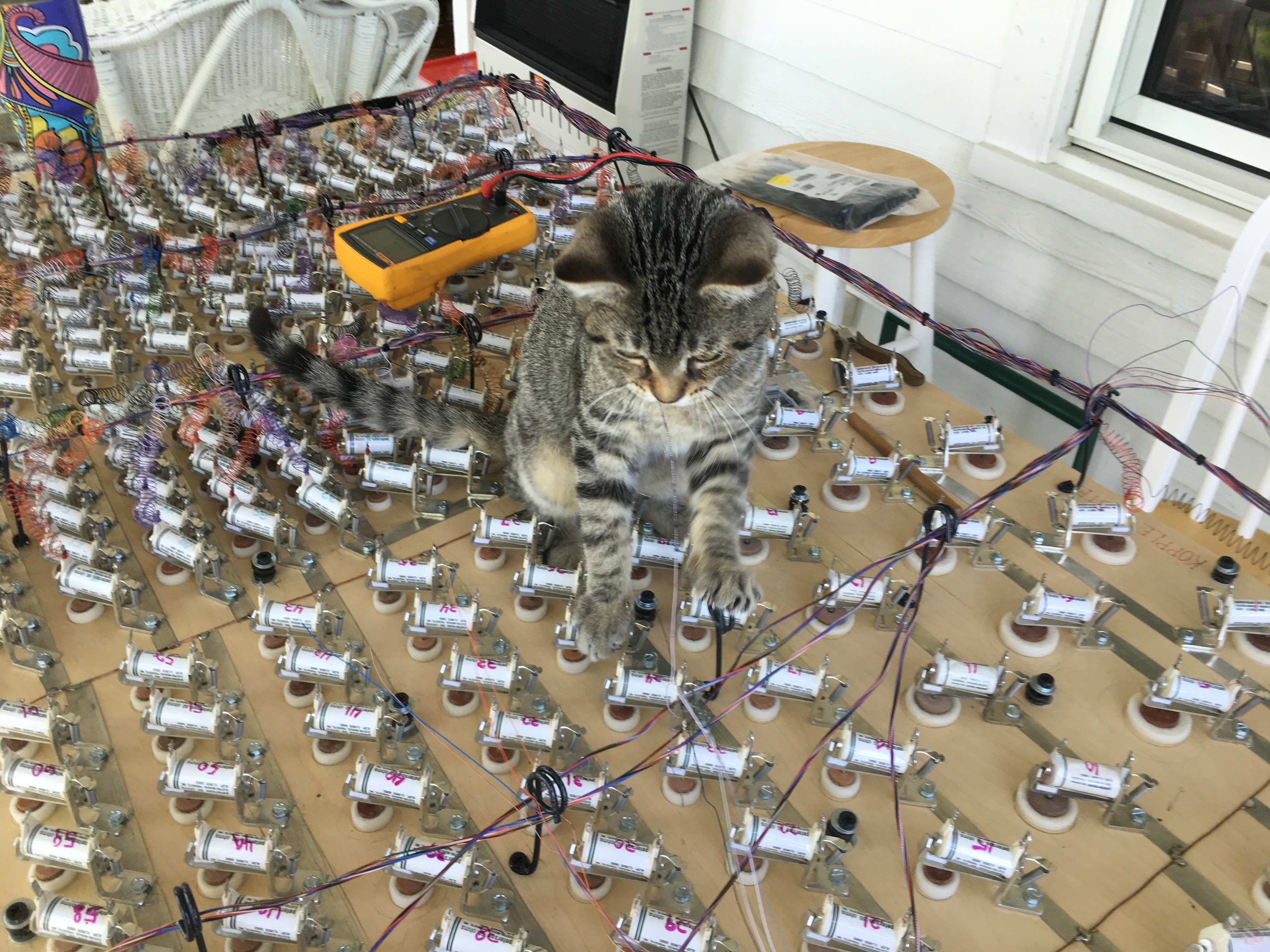 Brillo likes to help with wiring