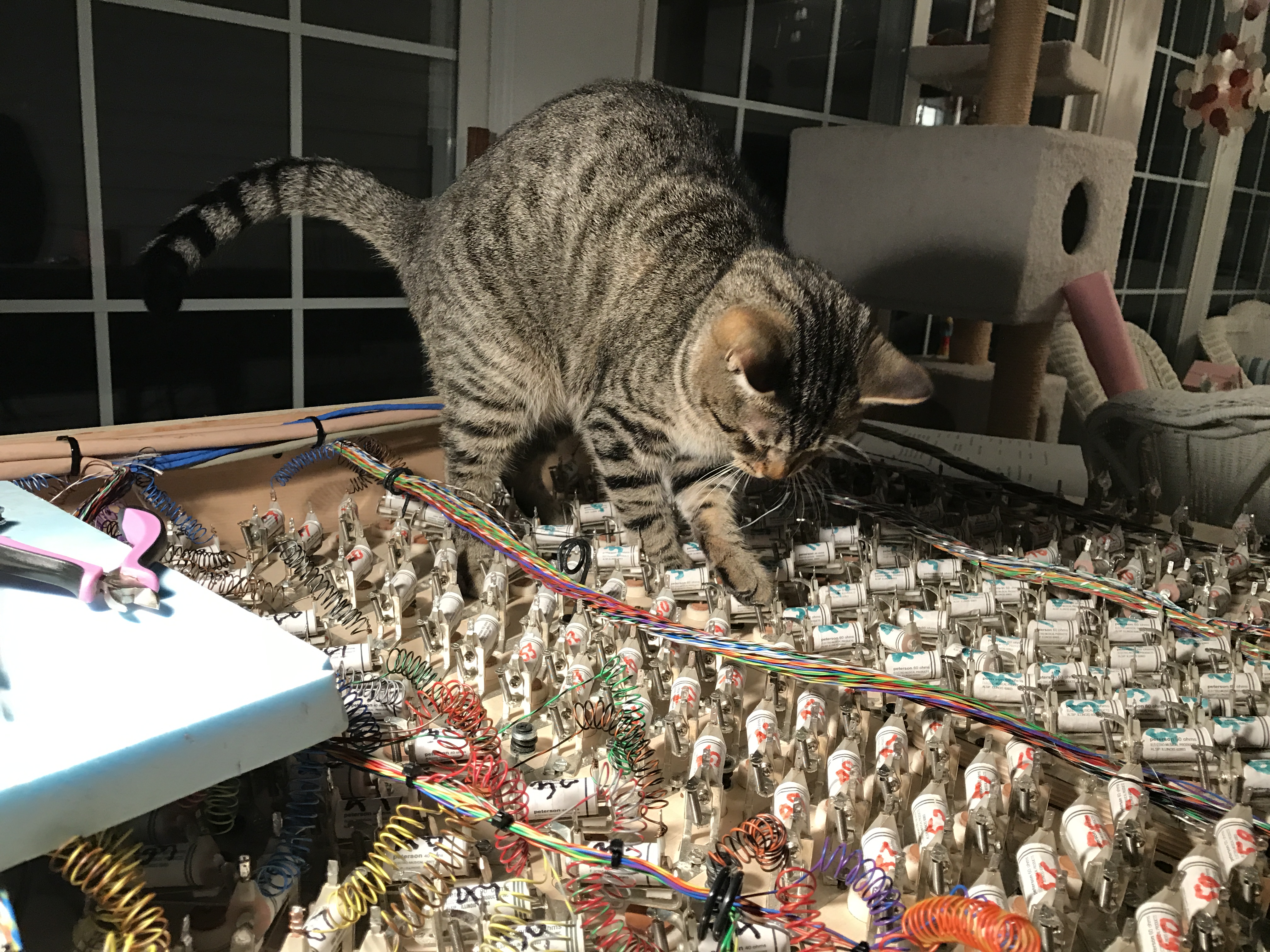 Brillo loves to help with wiring