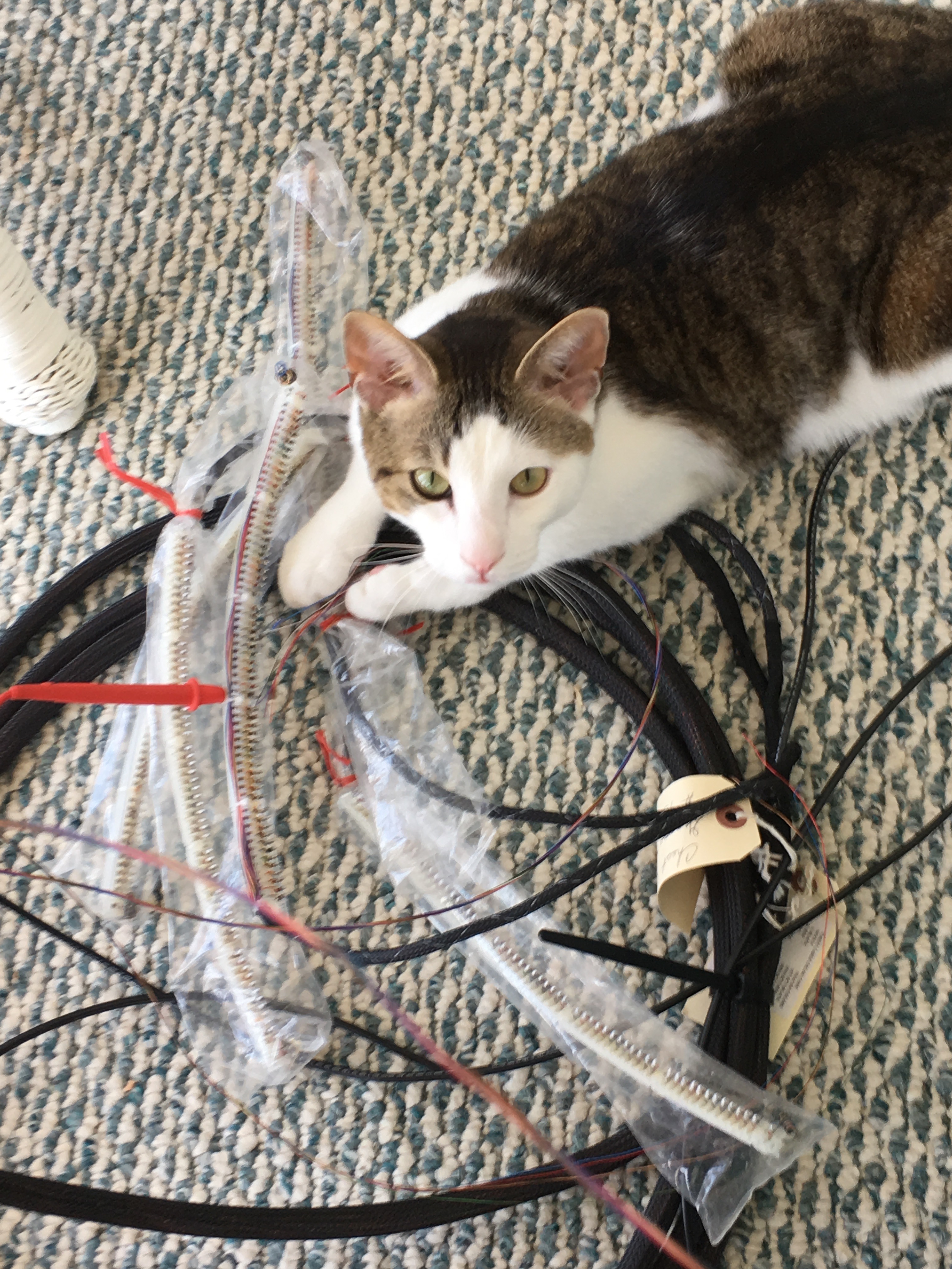. . . and so does Purrcy!