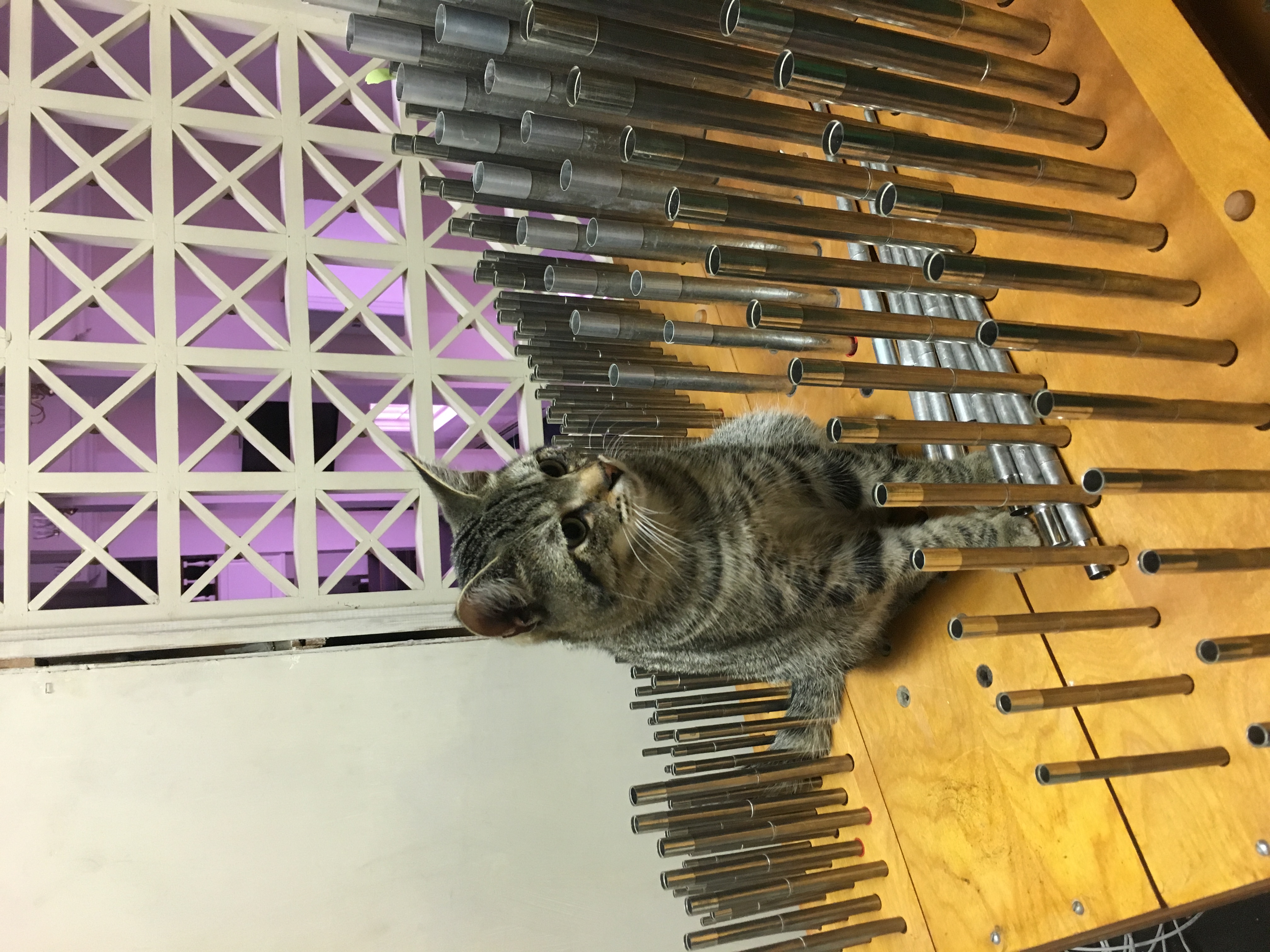 Brillo supervises construction
