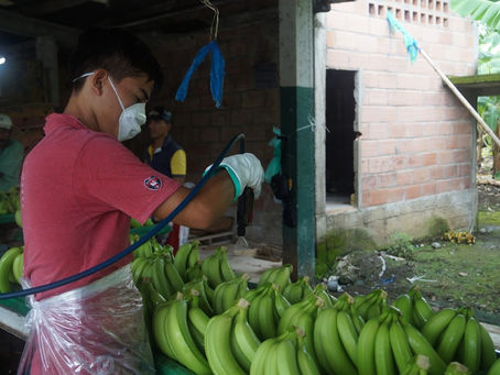 INVESTIGACIÓN: TRABAJADORES BANANEROS BAJO UN RÉGIMEN VIOLENCIA: violación de los derechos laborales