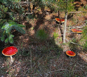 Fly Algaric Mushrooms