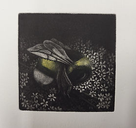 Dans mon jardin - le bourdon bicolore.jpg