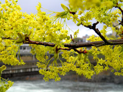 Leaf Buds