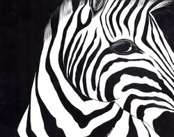 Zebra