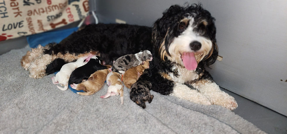 Daisy, a few hours after birthing 8 BEAUTIFUL pups_