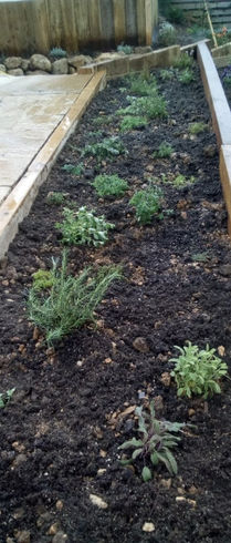 another angle of shrubs planted
