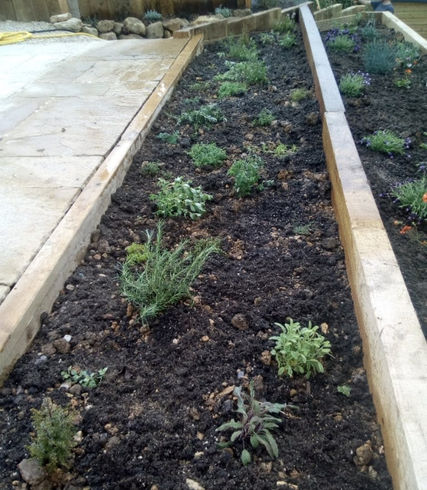shrubs just been planted 