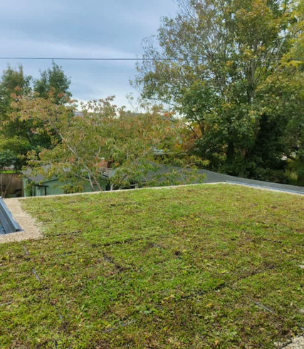freshly laid grass