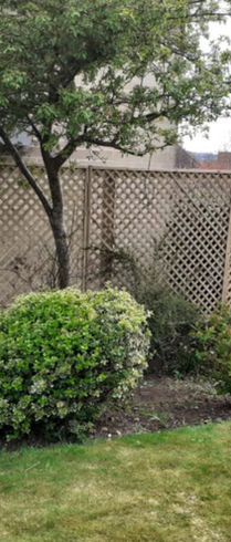 trees and bushes in garden