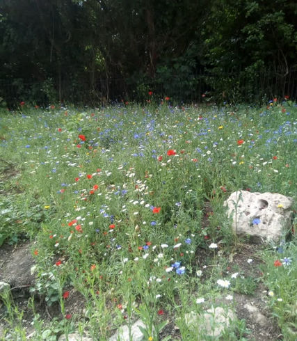 wildflower meadow
