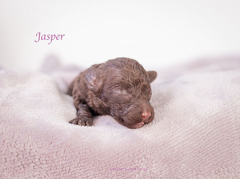 Jasper 1 Week.jpg