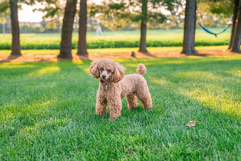 Ollie 7_31-4.JPG