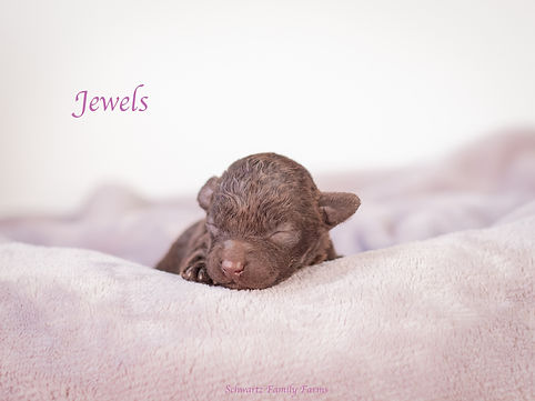 Jewels 1 Week.jpg