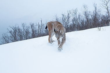 Eurasian Lynx 2019_001